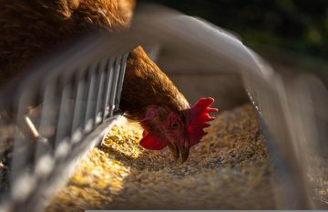 Ce mardi 3 mai, 6700 poules pondeuses ont été abattues à Kourou, contaminées par la Salmonella typhimurium.
