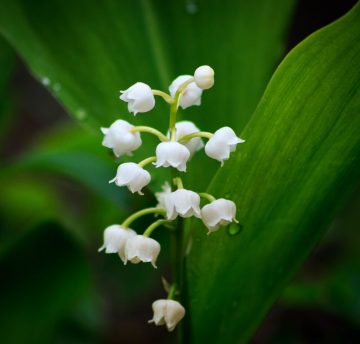 lily-of-the-valley-2247075_1920